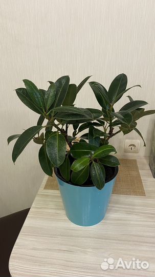 Фикус мелани