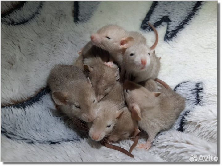 Крысята Дамбо. (крысы-бельчата)