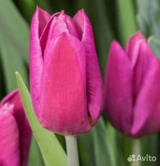 Тюльпаны на луковице 80 см