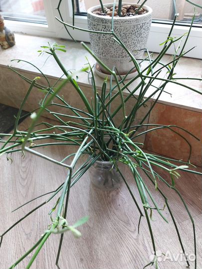 Молочай тирукалли