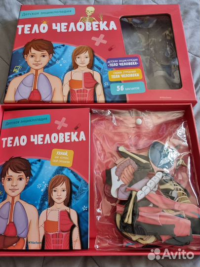 Тело человека