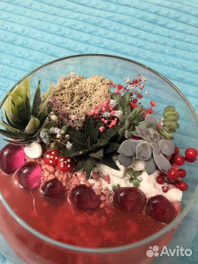 Флорариум суккуленты