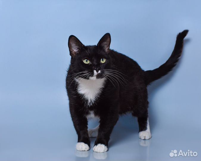 Кошка в дар