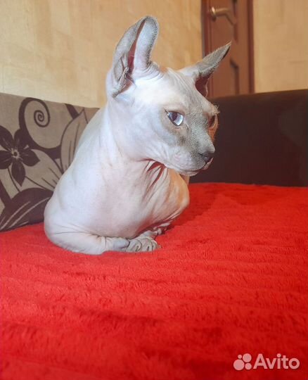 Голубая девочка двельф с документами