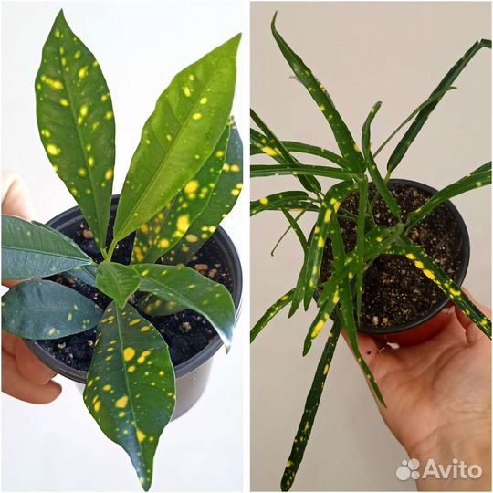 Кротон Аукуба Комнатные растения Цветы