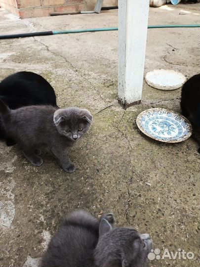 Британская кошка