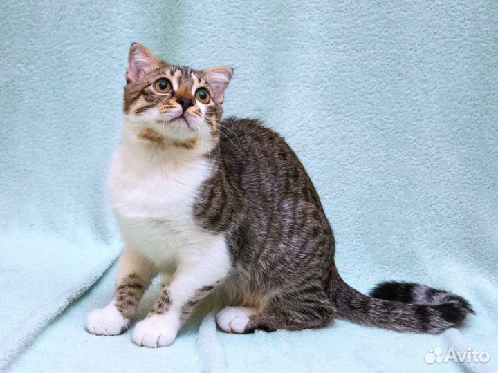 Котёнок-мальчик Болик, вислоухий