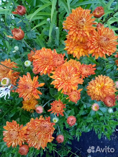 Хризантема шаровидная мультифлора, корейская
