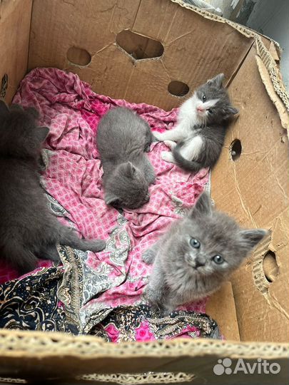 Британская