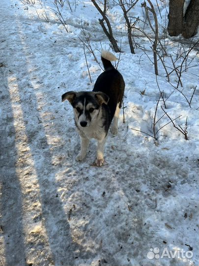 Щенки дворяне