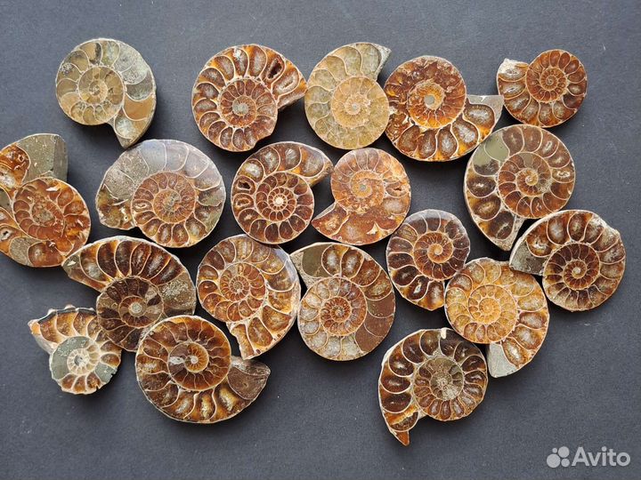 Окаменелости аммониты