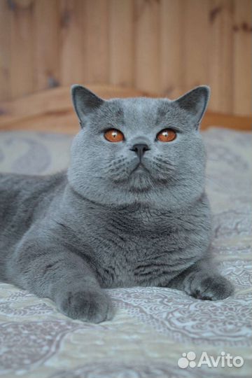 Шикарные британцы классика