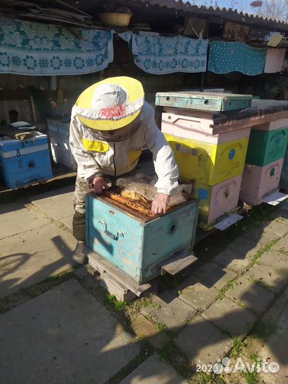 Пчелы и улья