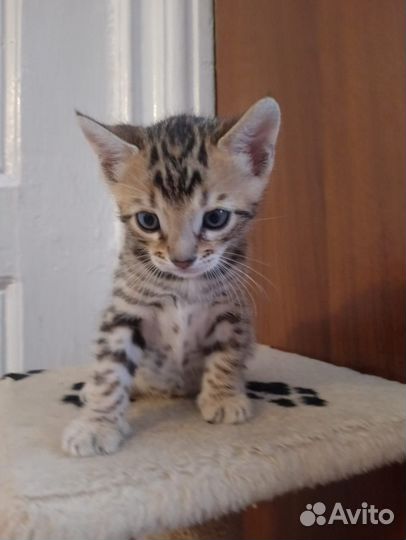 Бенгальские котята