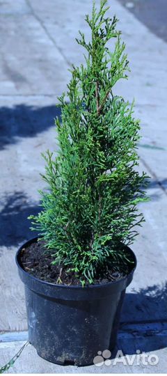 Туи Смарагд