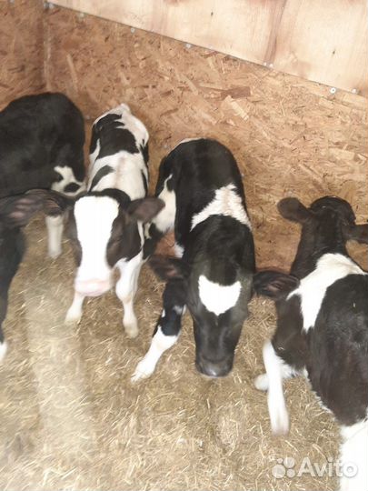 Телята бычки