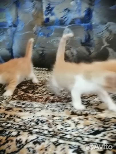 Кошки в добрые руки бесплатно