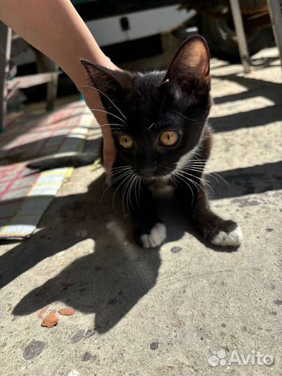 Два кота подкинули, отдам в добрые руки