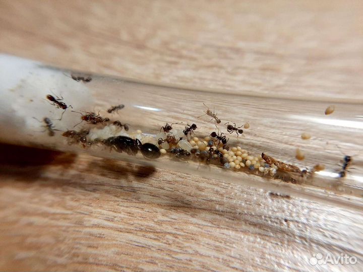 Муравьи Messor Structor, Camponotus nicobarensis