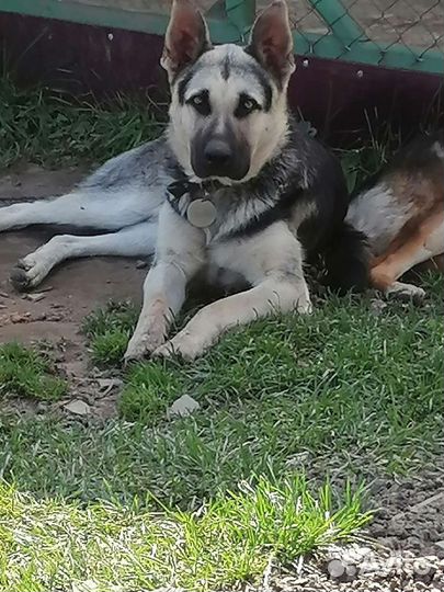 Вязка вео