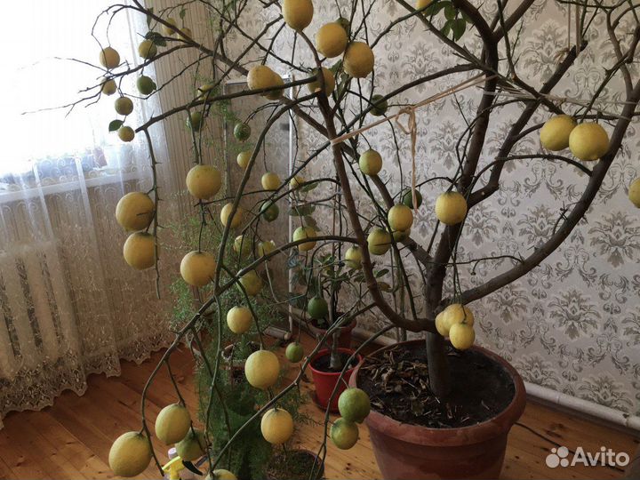 Комнатные растения дерево