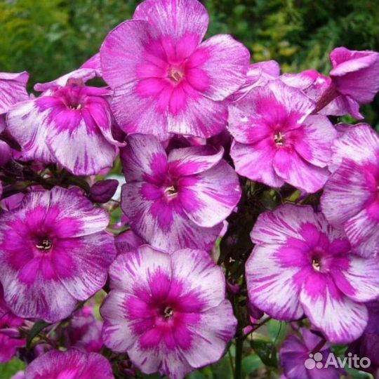 Флоксы сортовые