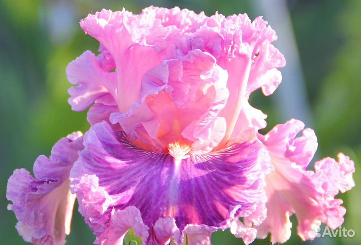 Ирисы бородатые