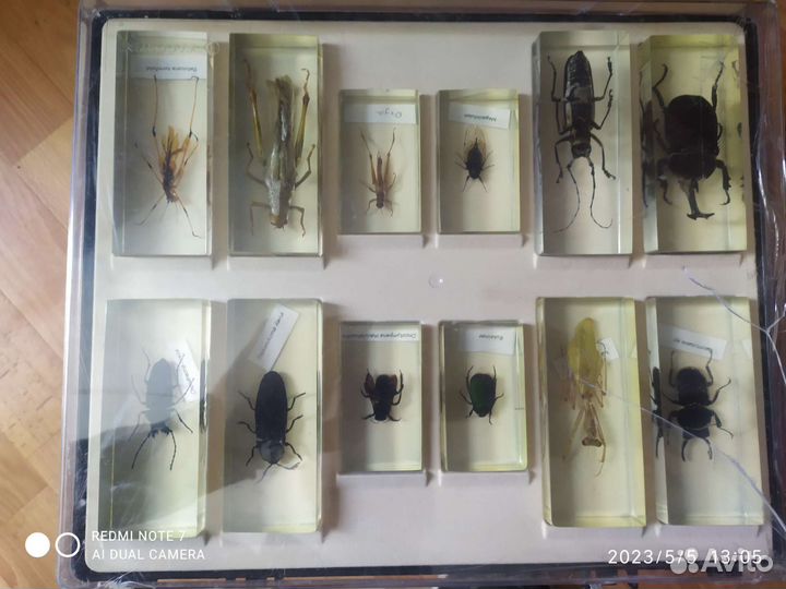 Коллекция насекомых
