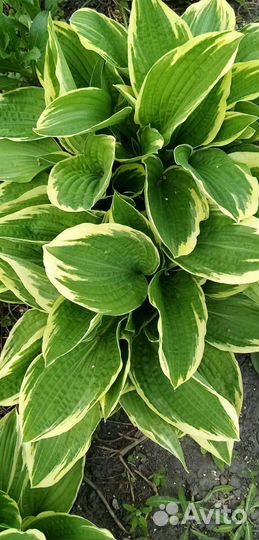 Хоста. Ландыши розовые. Анемона японская