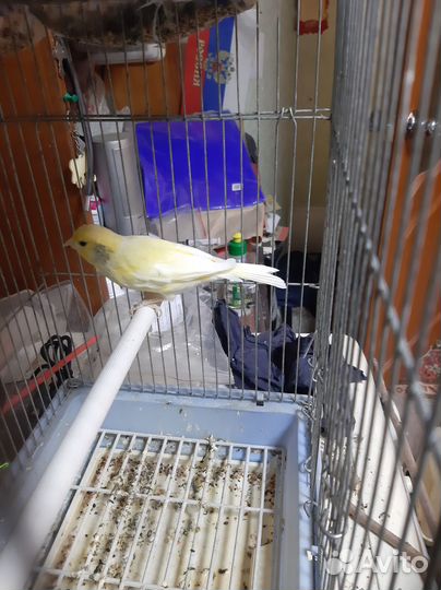 Кенара и канарейки