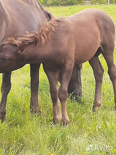 Продажа жеребчики