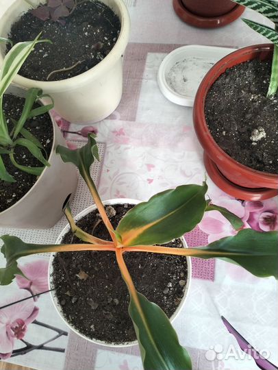 Комнатные цветы