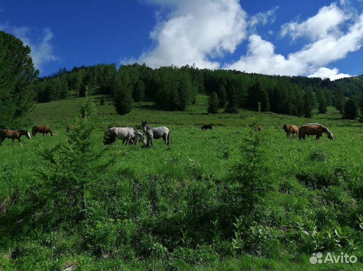 Трансфер, Авто экскурсии, Отдых