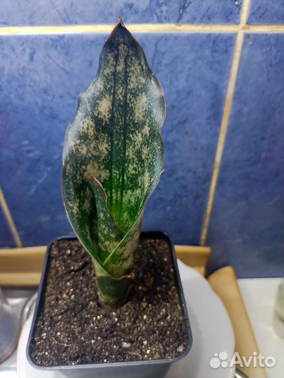 Сансевиерия стар гранит каньон