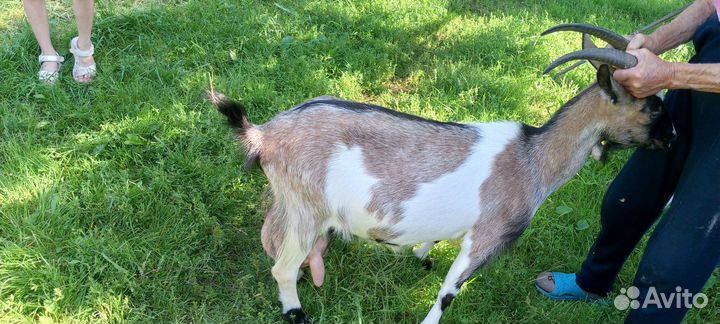 Коза, козёл