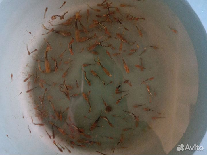 Гуппи мальки