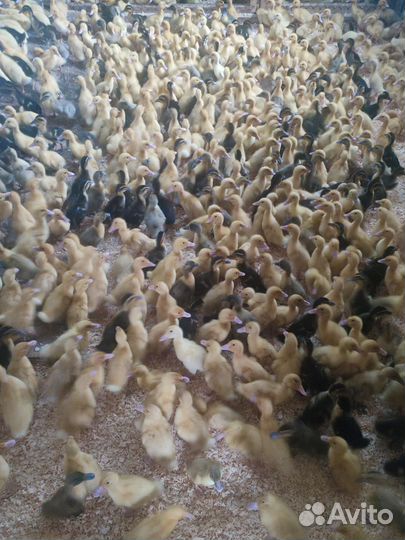 Гуси линда 14 дней