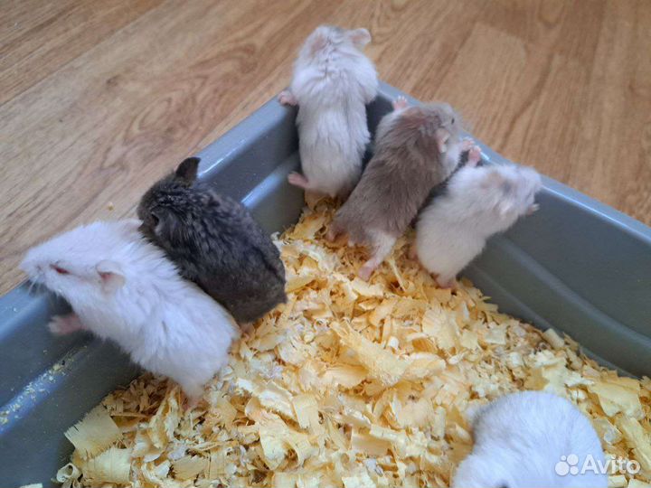 Джунгарский хомяк