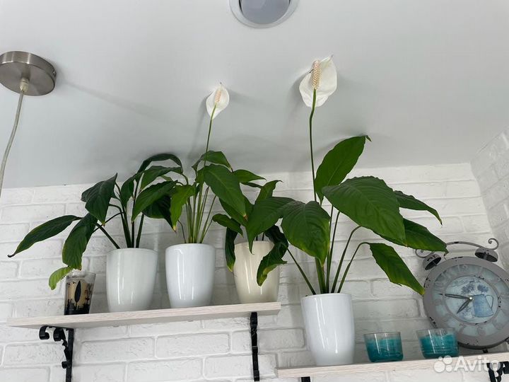 Спатифиллум