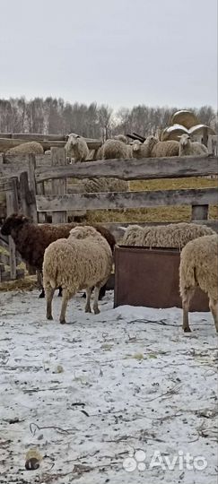 Овцы бараны