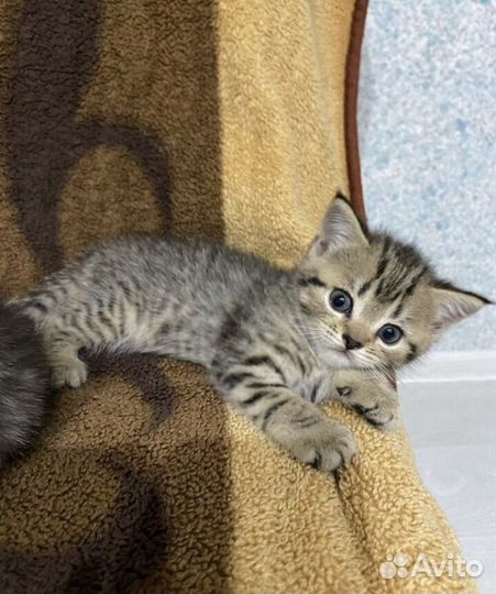 Британские котята
