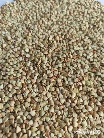 Зеленая гречка