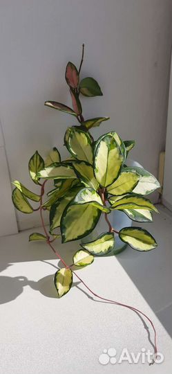 Хойи Полинейра Альба, Триколор,Кентиана вар