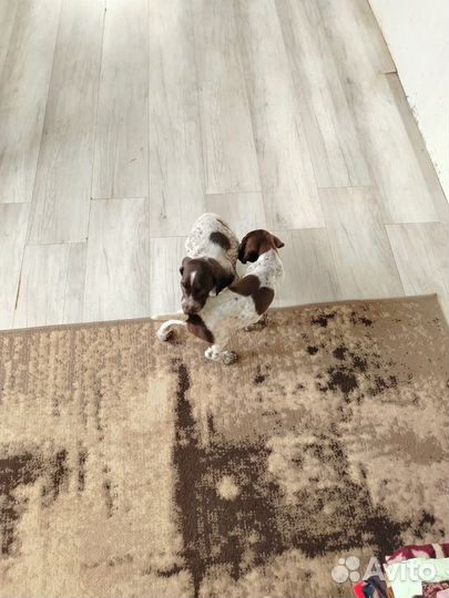 Щенки курцхаара