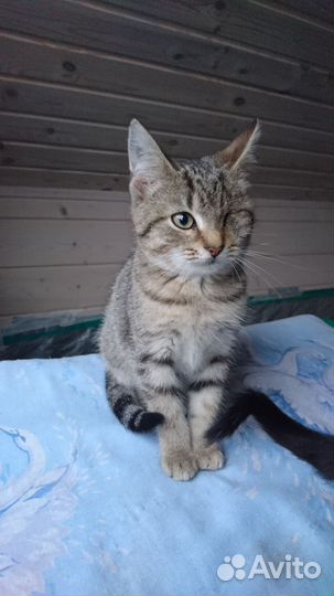 Европейская