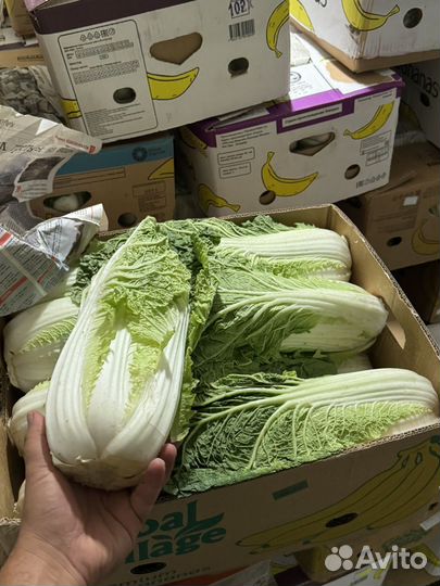 Капуста пекинка
