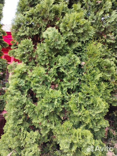 Можжевельник