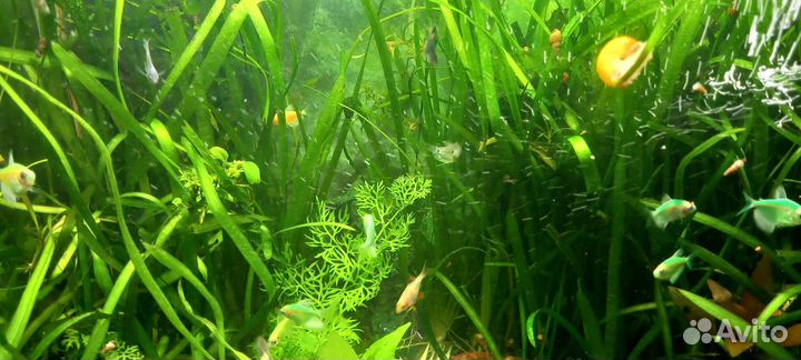 Рыбки гуппи