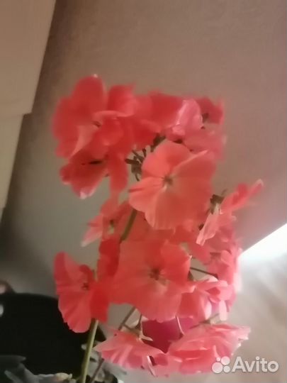 Пеларгонии сортовые