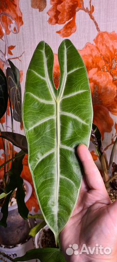 Алоказия Лонгилоба,Блек вельвет